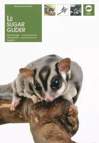 Sugar glider marie sophie - sugar, marie-sophie