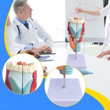 Modèle Anatomique Du Larynx