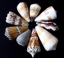 9 coquillages CONUS  Lot N°2