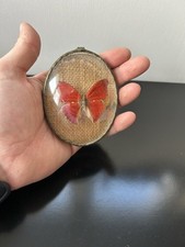 CADRE PAPILLON NATURALISÉ