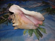 Magnifique Conque de Lambi