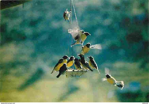 Carte postale animaux - -,