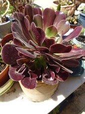 cuisine-jardin terrasse  rebord  fenétre ,patio,  aéoniums divers dans pots  