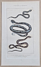 Gravure XIXe : Serpents - La