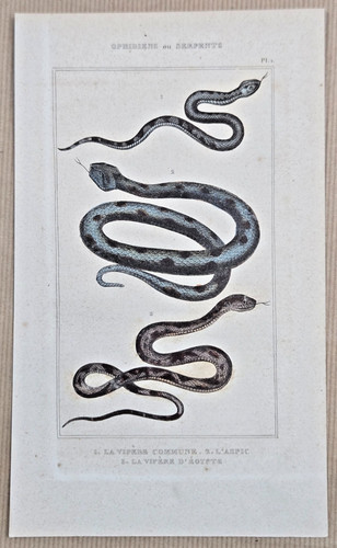 Gravure xixe serpents - :,