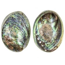 Coquillage haliotis abalone