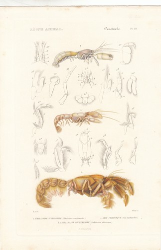 Original rare hand colored - hand,