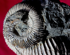 jolie AMMONITE DÉROULÉE nostoceras  Madagascar BT2C1