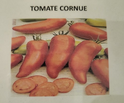 Graines tomates cornue - graines,