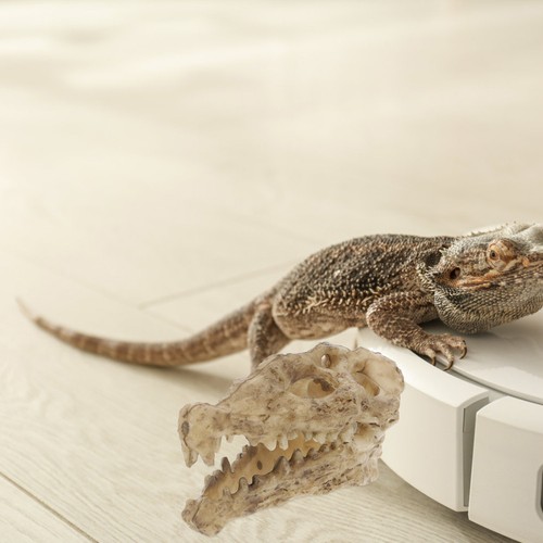 Décor reptile accessoires - ,