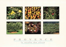 13 PROVENCE LA RECOLTE DES OLIVES