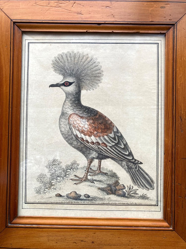 Gravure oiseau naturaliste - gravure,