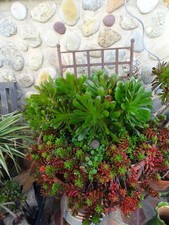 stop promos  30tétes