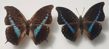 Charaxes porthos porthos