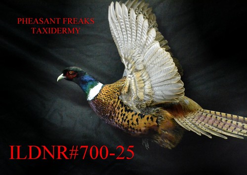 Pheasnt taxidermy mount flying - taxidermy,