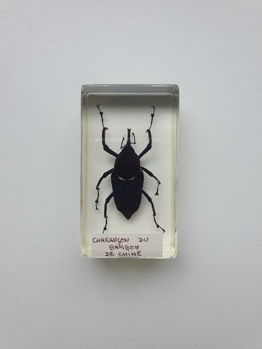 Insecte inclusion résine - ,