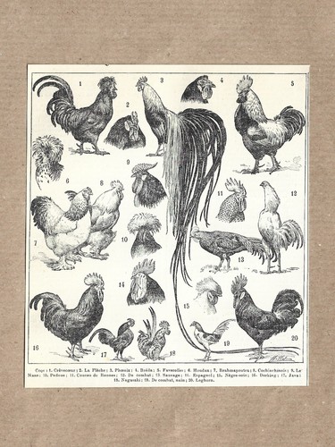 Lithographie ancienne coqs - ancienne,