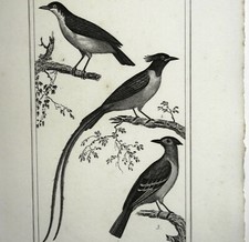 Oiseaux Gravure Originale 19e