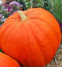 Potiron Atlantic Giant 5 GRAINES