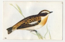 SAXICOLA RUBETRA TARIER DES PRÉS TRAQUET TARIER WHINCHAT OISEAU BIRD IMAGE CARD