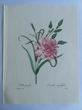 PLANCHE PJ REDOUTÉ PLUS BELLES FLEURS OEILLETS PANACHE CHAPUY