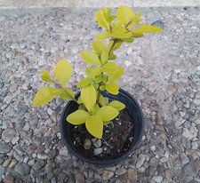 Ligustrum ovalifolium ”Lemon
