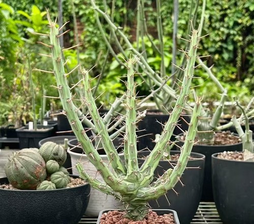 Sale rare cacti - sale,