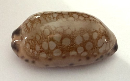 Cypraea scura 11 mm - scura, 45.11