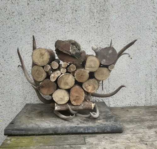 taxidermie