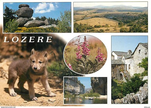 Carte postale animaux - carte,
