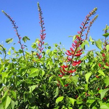 Erythrina x bidwillii -