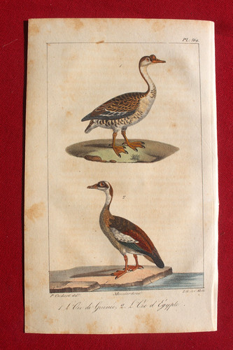 Gravure colorée oiseaux 1824 - colorée,