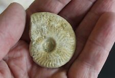Ammonite fossile Ludwigia