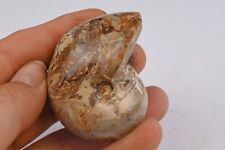 Nautile entière et polie 59mm  fossile collection nautille