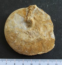 Ammonite fossile Bajocien