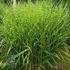 Miscanthus sinensis 'Strictus' - Roseau de Chine Zebrinus