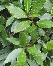 100 Feuilles Fraiches De Laurier Noble Sauce Bio