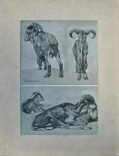 Mathurin meheut le mouflon - mathurin,