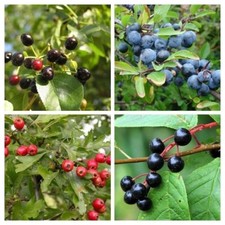 Fruits sauvages tolérants au