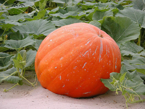 Graines citrouille rouge - 15,