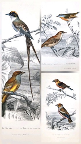 Gravures anciennes - 3,