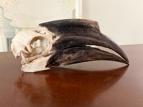 Female black casqued hornbill - female, black-casqued