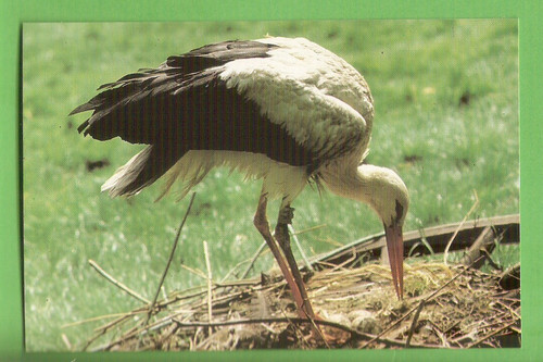 Cigogne carte bon point - ,