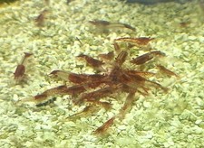 12 Crevettes caridines rillis rouges pour aquarium