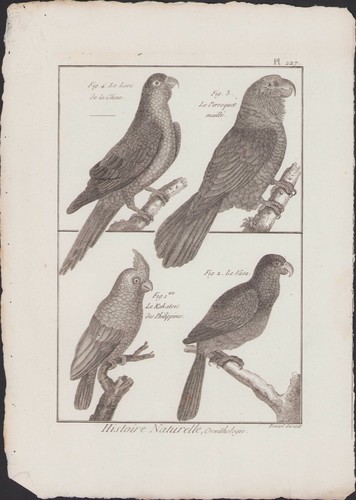 1790 buffon bonnaterre - ✒,