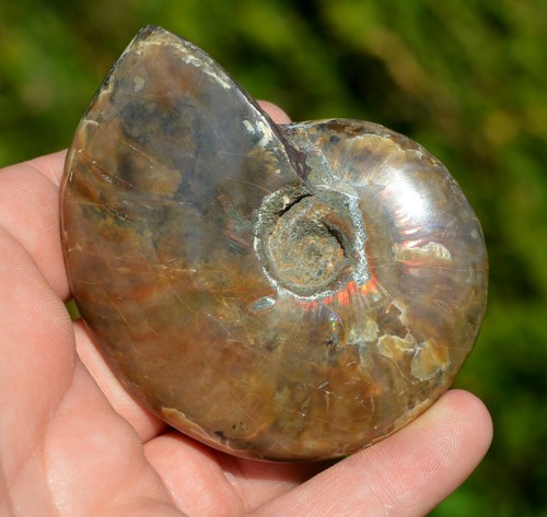 Aioloceras besairie albien - besairie,