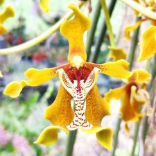 Paraphalaenopsis labukensis "Yellow", Orchid Plant, Rare, Garden