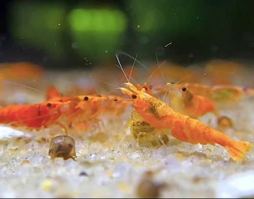Lot crevettes - lot, de