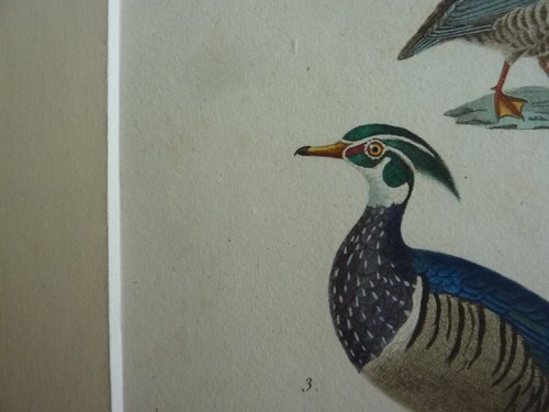 Gravure xixè oiseaux - gravure,