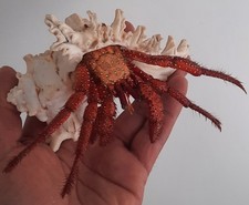  taxidermie : Énorme Bernard
